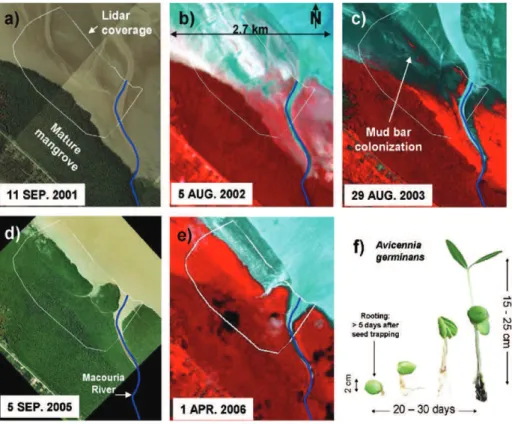 Fig. 2. Temporal evolution of the Macouria experimental site from 2001 to 2006 based on IGN aerial photographs (a, d) and Spot images (b, c, e)