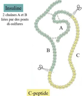 Figure 3. Structure primaire simplifiée de l’insuline et du peptide C  (50) . 