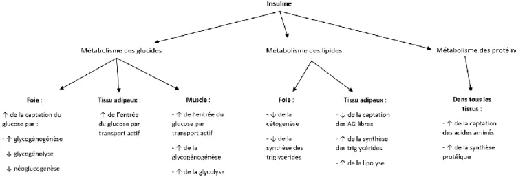 Figure 4. Actions générales de l’insuline sur l’organisme  (50) . 