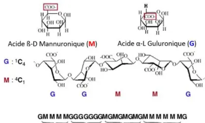Figure 8. Structure chimique de l’alginate : acide ß-D-mannuronique (M) et acide α-L- α-L-guluronique (G)  (102) 