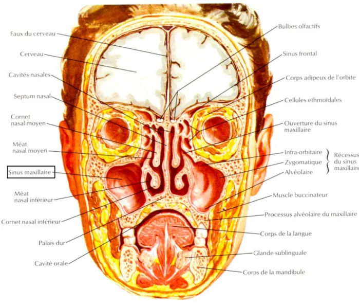 Figure 1 : Schéma d'une coupe frontale de la face mettant en évidence entre autres  les sinus maxillaires (3) 