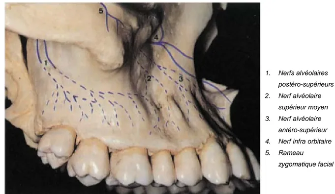 Figure 2 : Photographie de l’os maxillaire et schématisation des nerfs  (4) 