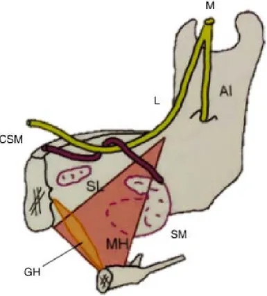 Figure 7 : Schéma de l'innervation de la mandibule (5) 