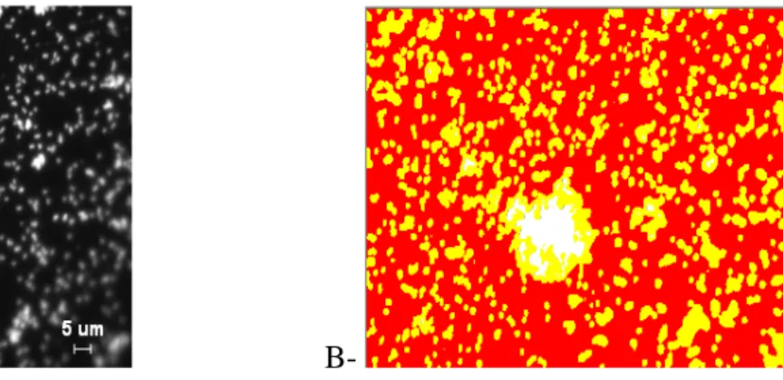 Figure 6 : Estimation du taux de recouvrement d’un acier 304L immergé durant 10 jours  dans un milieu anaérobie Geobacter (25 mM fumarate, 5 mM acétate) en présence de 5% 
