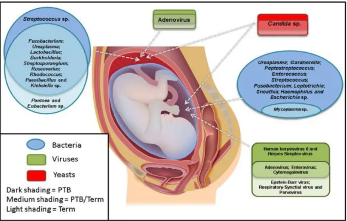 Figure 1. The most commonly detected microorganisms in the amniotic fluid and placenta from preterm and term  pregnancies (Payne and Bayatibojakhi, 2014) 