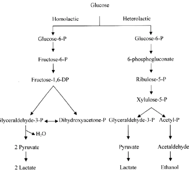 Figure 3. Generalized scheme for the fermentation of glucose in LAB (Caplice 1999). 