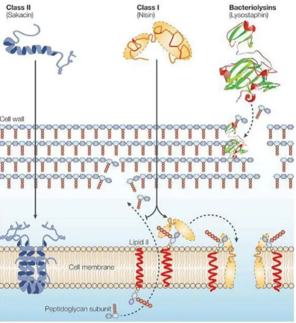 Figure 7. Mode of action of bacteriocins produced by LAB (Cotter et al. 2005). 