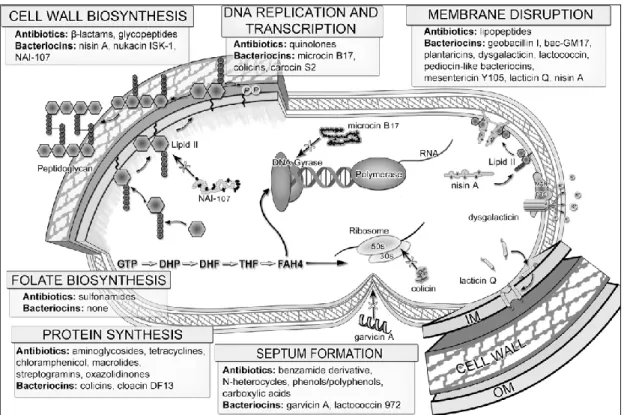 Figure 8. Targets of both antibiotics and bacteriocins, their general location, and examples of each capable of inhibition of  these targets (Cavera et al., 2015) 