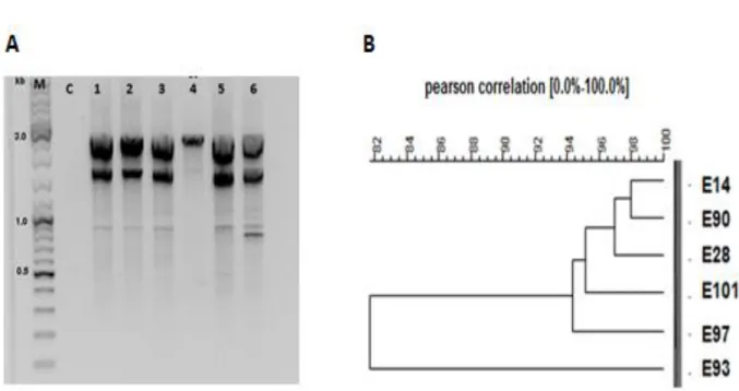 Figure 1. Genetic relatedness of antagonistic strains. (A) REP-PCR product were separated on 1% agarose  gel
