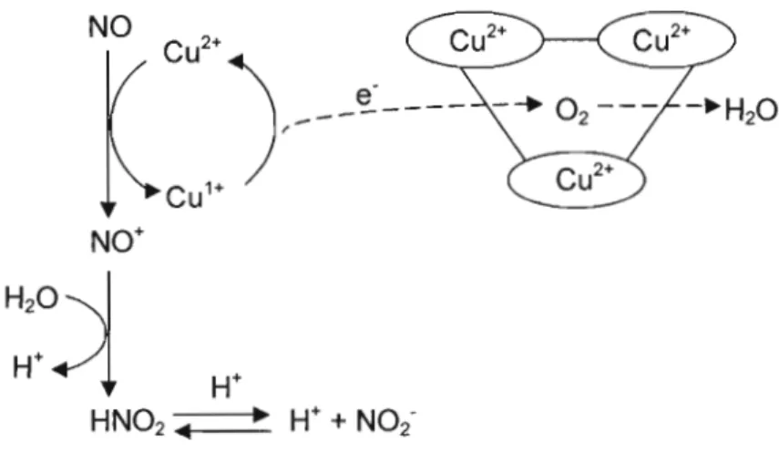 Figure 1.11  Mécanisme hypothétique de l'activité NO-oxydase/nitrite-synthase de la CP