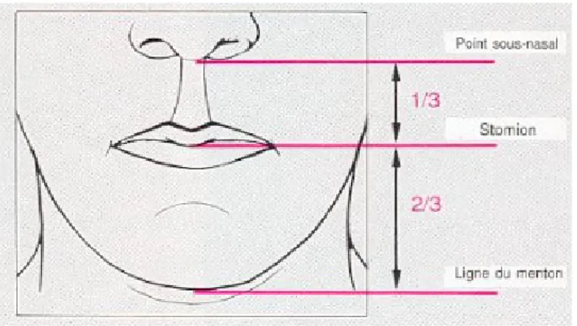 Figure 3 : Proportions de l'étage inférieur de la face [orthodontiepourtous.com]