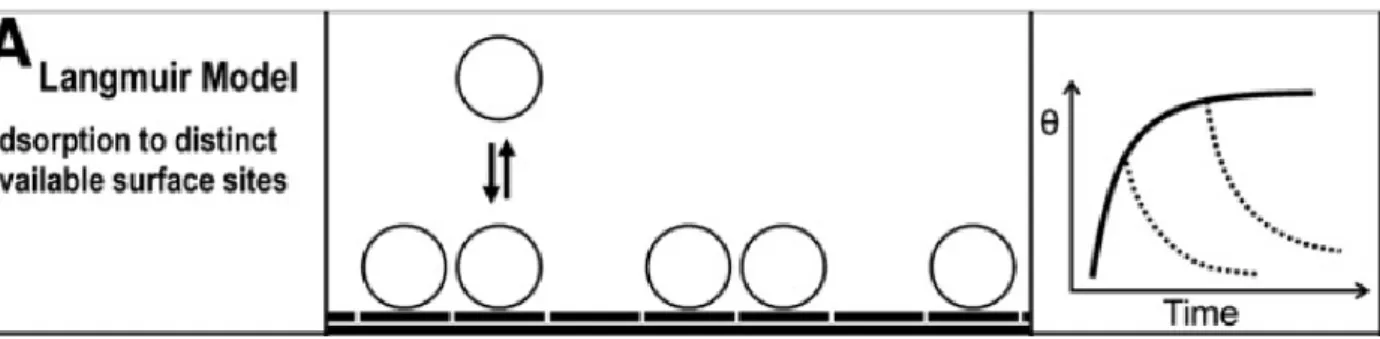 Figure 11. Principe d’adsorption des enzymes selon le modèle de Langmuir (1932) (Rabe, 2011) 