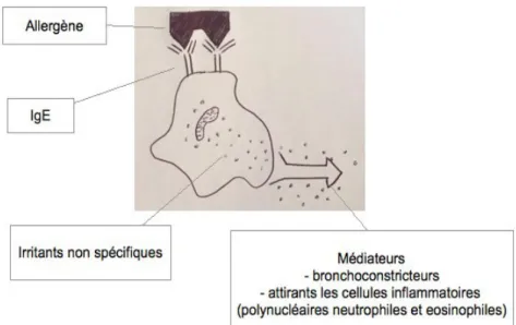 Figure 5: Libération de médiateurs à partir du mastocyte dans  l'asthme (64) 
