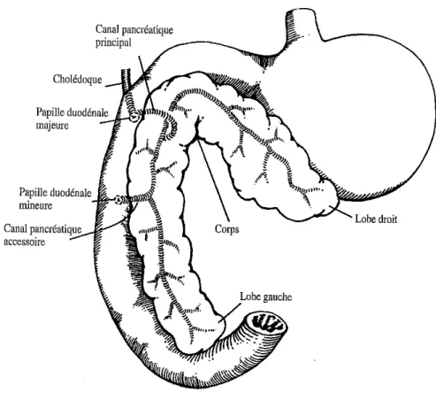 Figure 1 : Système excréteur du pancréas canin, d’après (11) a) Sécrétion d'enzymes digestives
