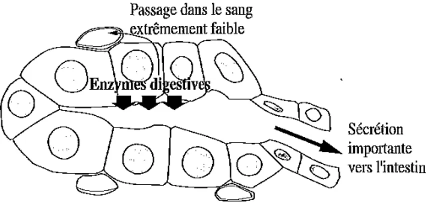 Figure 2 : Représentation schématique d’un acinus pancréatique et des transferts possibles des  enzymes digestives, d’après (12)