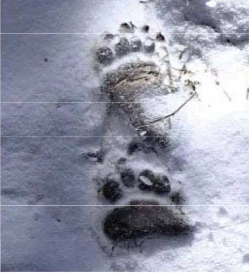 Figure 1 : Photographie d’empreintes fraîches d’un ours brun dans la neige (24) 