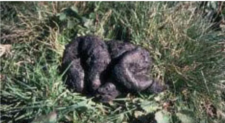 Figure 11 : Photographie d’excrément d’ours brun (24) 