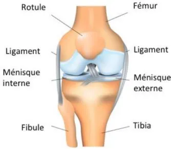 Figure 1. Anatomie simplifiée de l’articulation du genou (d’après [2]) 