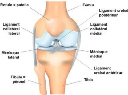 Figure 2. Structures ligamentaires de l’articulation du genou (d’après [3]) 