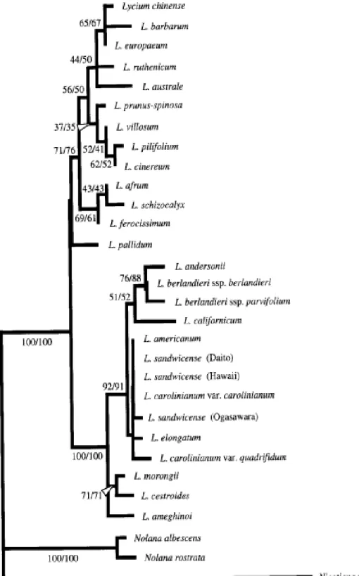 Figure 5 : Schéma montrant l’évolution du genre Lycium résultant d’une analyse  phylogénétique (11) 