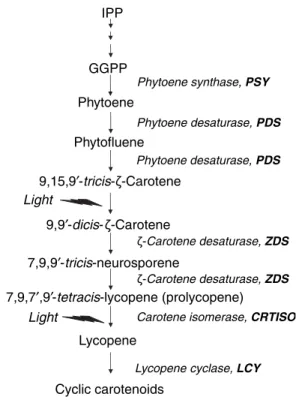 Figure 1 Simpliﬁed scheme of carotenoid biosynthesis in tomato fruit. IPP, the starting point of carotenoid  biosynthe-sis, is produced via the plastidial mevalonate-independent pathway