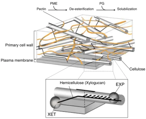 Figure 2 Schematic representation of the spatial arrangement of the primary cell wall components and the major sites leading to cell wall loosening