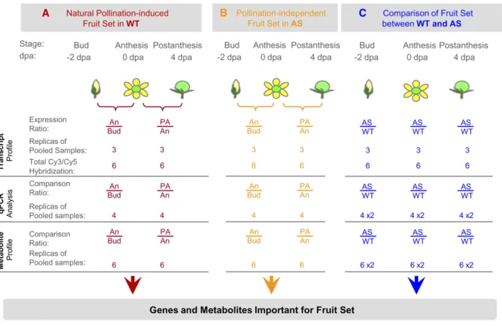 Figure 4. Experimental Design for Analyzing Transcriptomic and Metabolomic Changes Associated with Fruit Set in the Wild Type and AS-IAA9.