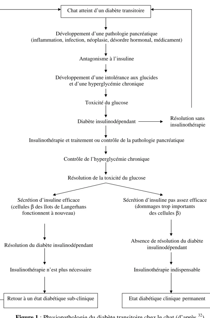 Figure 1 : Physiopathologie du diabète transitoire chez le chat (d’après  32 ) 