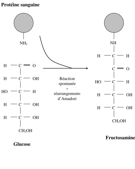 Figure 2 : Glycation et réarrangements d’Amadori conduisant à la  libération d’une molécule de fructosamine (d’après  21 ) 