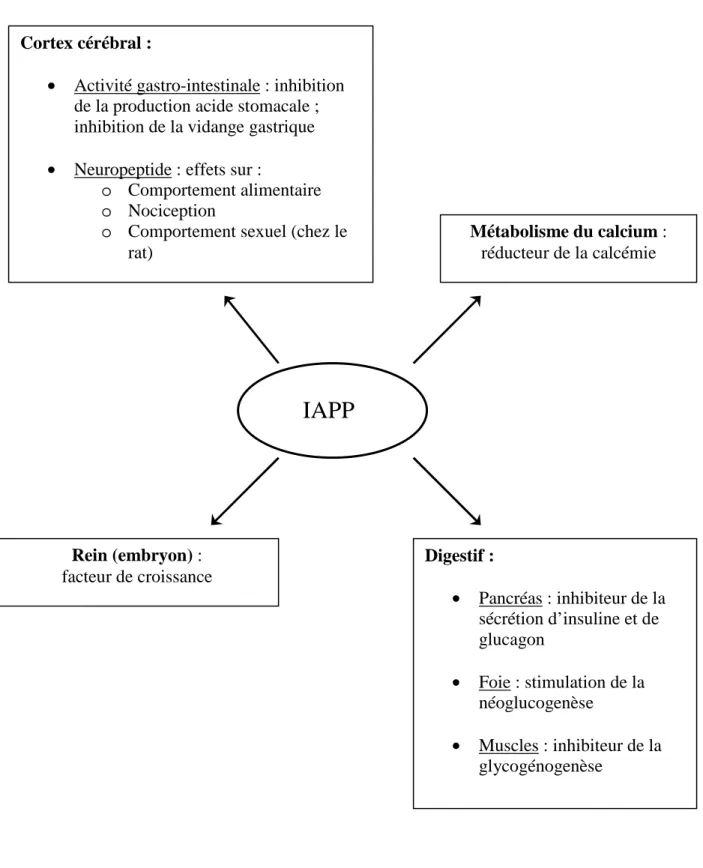 Figure 4 : Rôles de l’IAPP chez un individu sain (d’après  92 ) 