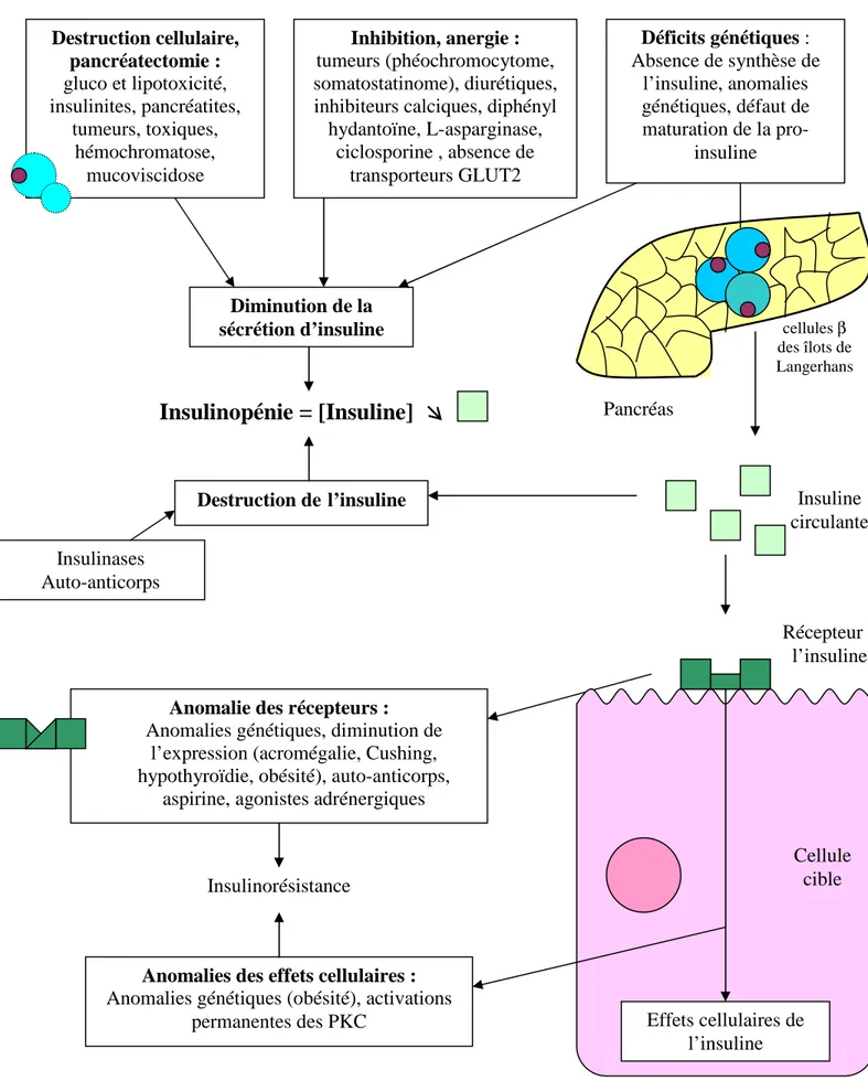 Figure 11 : Représentation schématique de l’étiopathogénie du diabète sucré  (d’après  76,103 )  Pancréas  Déficits génétiques :  Absence de synthèse de l’insuline, anomalies génétiques, défaut de maturation de la pro-insuline 