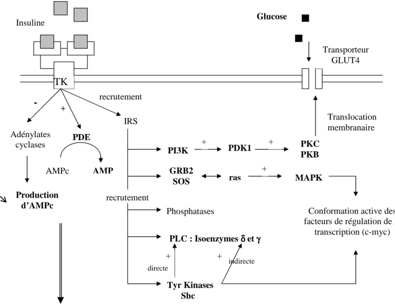 Figure 12 : Schématisation du mécanisme d’action cellulaire de l’insuline 