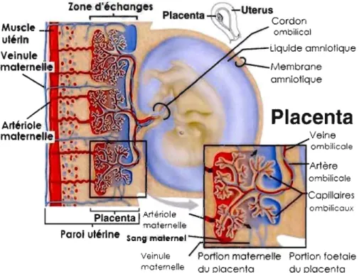 Figure  1.1  Organisation  des  structures  d'échange  du  placenta  humain  (Modifiée  de  Lewis et  al.,  2002  Life  4th edition)