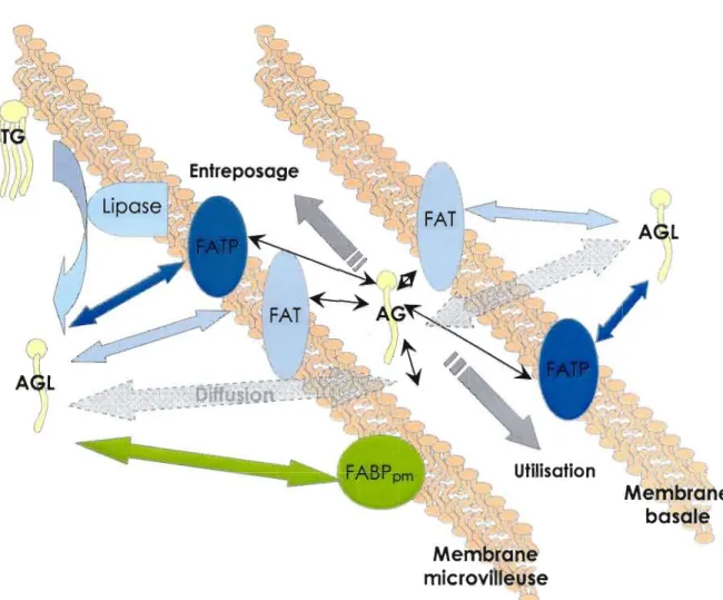 Figure  1.6  Distribution  syncytiotrophoblastique  des  protéines  impliquées  dans  le  transport  et  la  liaison  des  acides  gras