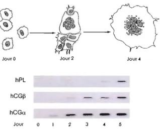 Figure  1.7  Expression  des  ARNm  de  l'hormone  lactogène  placentaire  (hPL),  de  hCGc:r  et  de  hCGI3  durant  la  différenciation  in  vitro  des  cellules  humaines  cytotrophoblastiques