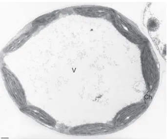 Fig. 4. Electron micrograph showing the general appearance of a leaf cell from con- con-trol plant