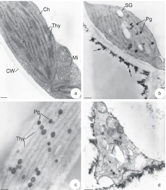 Fig. 5. Gradual ultrastructural damages of chloroplasts in leaf cells of V. faba L. grown on mine tailings