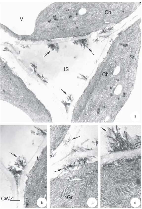 Fig. 6. Crystalline structures in leaf tissues of V. faba L. grown on mine tailings. (a) Aggregates of crystalline structures (arrows) on the surface of cell walls at the level of intercellular space (IS)
