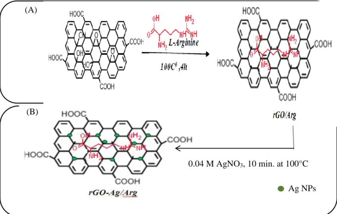 Figure 2.8: Schematic illustration of the reduction of GO using L-Arginine (A) and  subsequent decoration of rGO/Arg with silver nanoparticles (rGO/Arg-Ag NPs) (B)