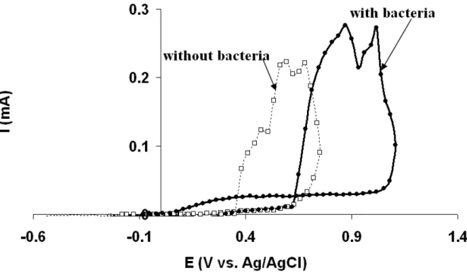 Figure 3 Polarisation curves (scan rate 0.5 mVs -1 ); scan was reversed when 0.1 mA was  reached, performed at t = 240h in the absence and presence of G