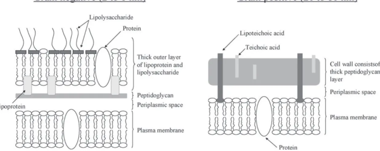 Fig. 5. Diagrammatic representation of the bacterial cell-wall showing the peptidoglycan layer.