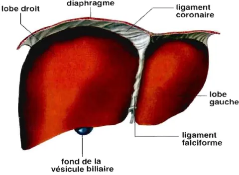 Figure  2.1  Dessin  anatomique  du  foie:  vue  de  la  face  supérieure  (Encyclopœdia  Britannica, 2003)