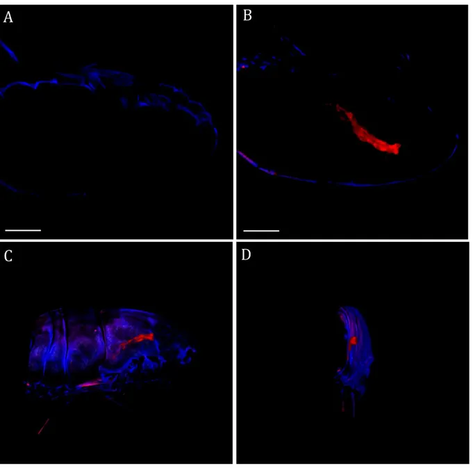 Figure 1.25 - Images confocales représentatives de l’Acartia tonsa  avant (a) et après une exposition de 24h aux LNC fluorescentes (b, c 