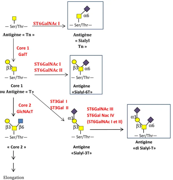 Figure 12. Voies de biosynthèse des O-glycannes sialyl Tn, sialyl T et disialyl T surexprimés  dans de nombreux cancers
