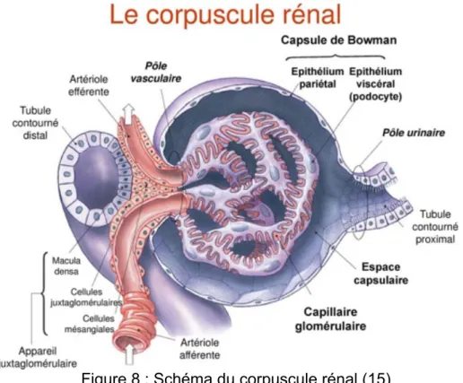 Figure 8 : Schéma du corpuscule rénal (15) 