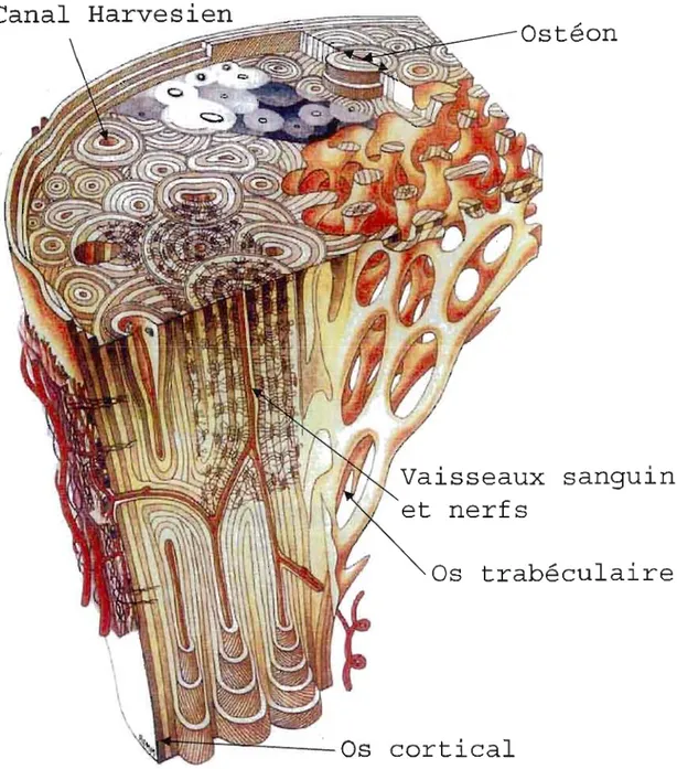 Fig.  A  1.  Représentation de  l'os  montrant l'emplacement et  la  structure de  l'os cortical,  des  canaux  Harvesiens,  des  ostéons,  des  vaissaux  sanguins  et  nerfs  ainsi  que  J'os  trabéculaire