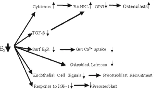 Fig  A7.  Répercussions  physiologiques  de  la  chute  d'œstrogène  (E2).  Entre  autres,  il  y  a  une  augmentation  de  l'activité  ostéoclastique  ainsi  qu'une  diminution  de  l'absorption  intestinale  du  calcium,  de  la  survie,  du  recrutemen