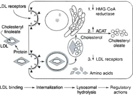 Fig.  A  Il. Schéma du  captage, de  la  dégradation et de la  régulation enzymatique suivant  l'internalisation cellulaire des  particules de LDL