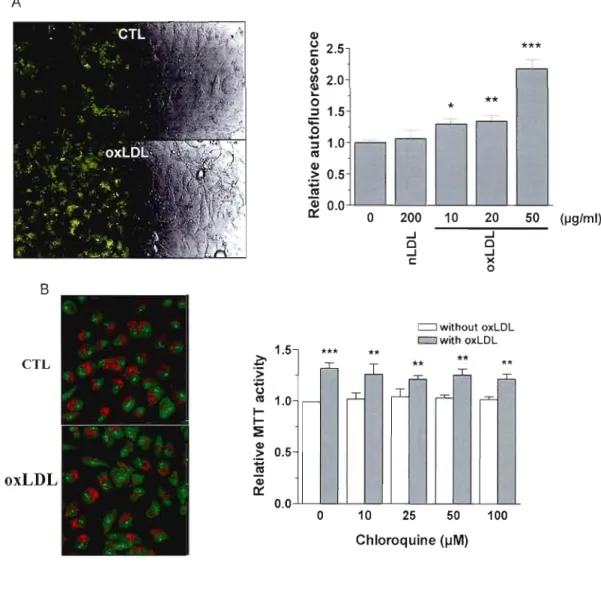 FIGURE 4  A  CIl  g  2.5  CIl  (.)  ~  2.0  .----­***  L- o  ::J  ~  o  ;  ni  1.5  1.0  .----­  -*  - - ' - ­ **  .----­ :0:; ~  ni  0.5  ~  0.0  o  200  10  20  ...J  o  ...J  c:  ...J o ...J )(  o  B  c:::::::J without oxLDL  CTL  .z: