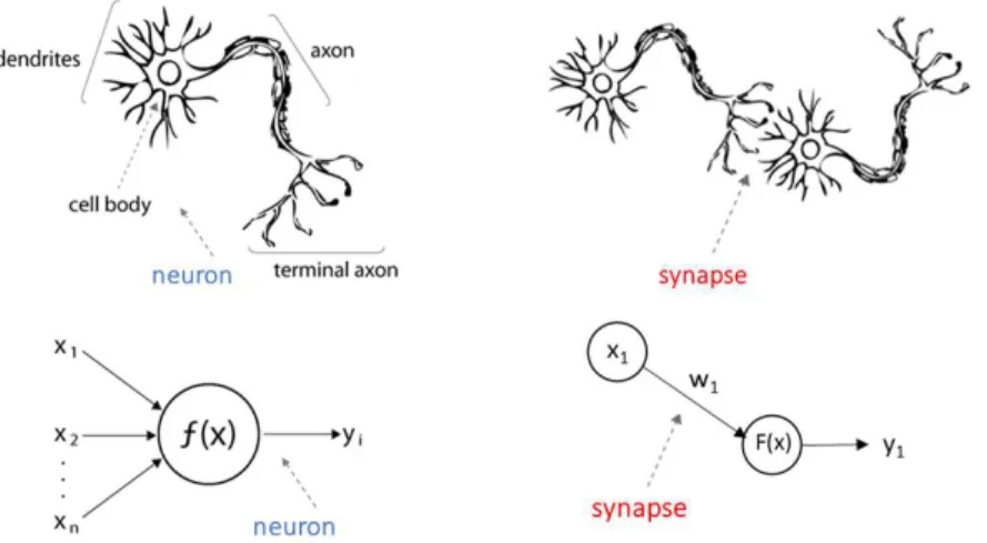 Figure 1.2: S
hemati
s of biologi
al and arti
ial neuron and synapse.